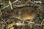 Microtus pinetorum, Woodland Vole